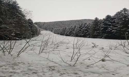 коли под наем България